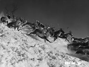Lapland Collection: Valley Of Eagles