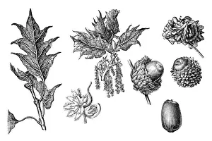 Valonia oak (Quercus macrolepis)