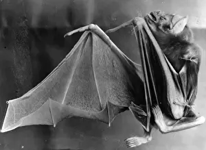 Sucking Prints: Vampire Bat