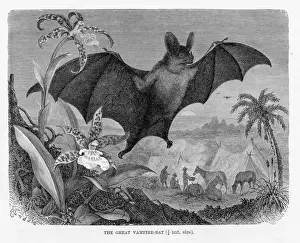Bat Animal Prints: Vampire bat engraving 1894