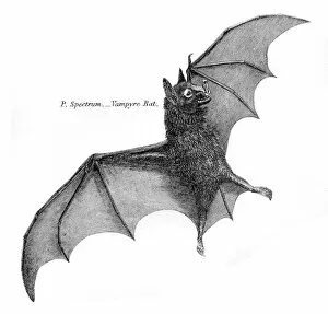 Images Dated 29th July 2016: Vampire bat illustration 1803