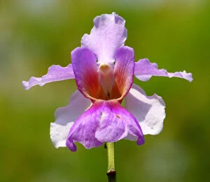 Petal Gallery: Vanda miss joaquim orchid, national flower of Singapore