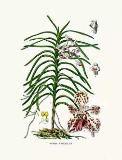 Vanda tricolor Orchid