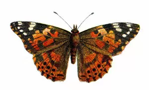 Insect Lithographs Gallery: Vanessa cardui, the Painted Lady butteryfly, Wildlife art