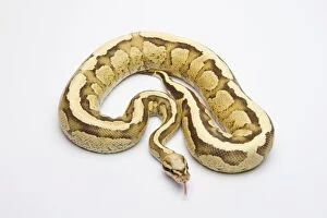 Images Dated 21st September 2011: Vanilla Cream Ball Python or Royal Python -Python regius-, male