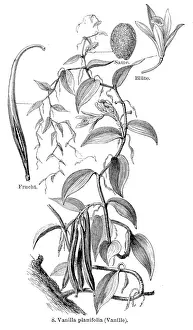 Vanilla Prints: Vanilla engraving 1895