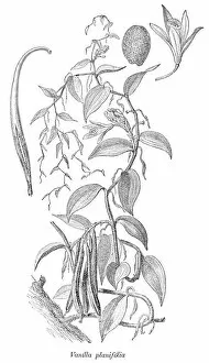 Images Dated 11th August 2011: Vanilla planifolia orchid plant illustration 1880