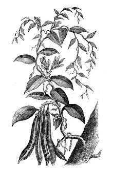 Orchid Prints: Vanilla, Vanilla planifolia