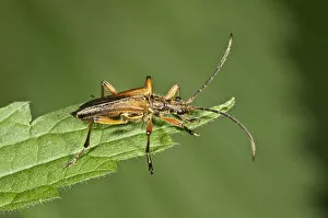 Cerambycidae Gallery: Variable Longhorn Beetle -Stenocorus meridianus-, Neubronn, Abtsgmuend, Baden-Wurttemberg, Germany