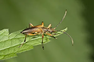 Images Dated 16th June 2013: Variable Longhorn Beetle -Stenocorus meridianus-, Neubronn, Abtsgmuend, Baden-Wurttemberg, Germany