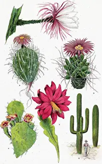 Cactus Prints: Six Varieties Of Cacti