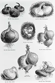 Onion Prints: Eight Varieties Of Onion--1800'S Woodcut