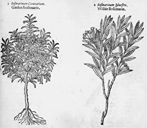 Images Dated 6th September 2004: Varieties Of Rosemary