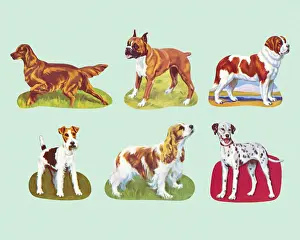 Medium Prints: Variety of Dogs