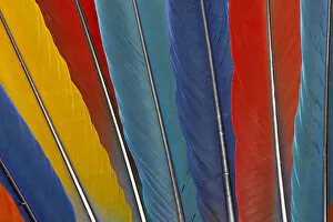 Images Dated 11th September 2011: Variety of Macaw Tail Feathers in Pattern