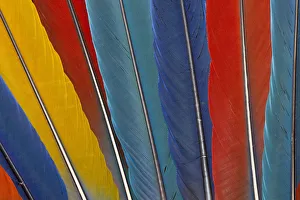 Modern Bird Feather Designs Gallery: Variety of Macaw Tail Feathers in Pattern