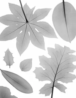 Variety of shaped leaves, X-ray