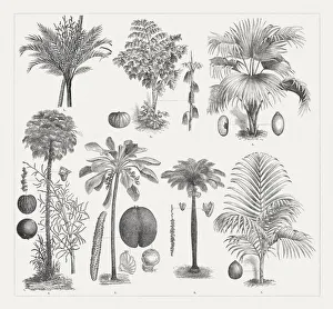 Images Dated 13th July 2018: Varios palm trees, wood engravings, published around 1895