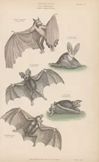 Bats