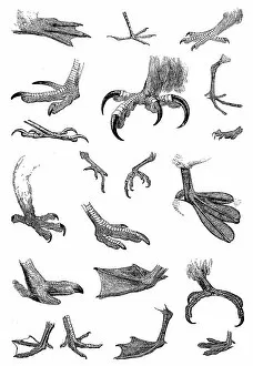 Medium Group Of Animals Gallery: Various birds feet
