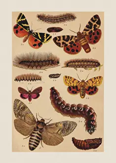 Pupa Prints: Various butterflies (Erebidae), chromolithograph, published in 1892