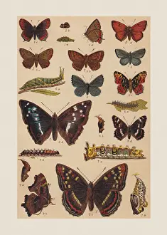 Pupa Prints: Various butterflies (Lycaenidae, Nymphalidae), chromolithograph, published in 1892