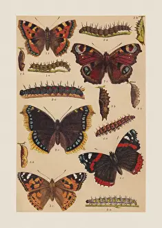 Pupa Prints: Various butterflies (Nymphalidae), chromolithograph, published in 1892