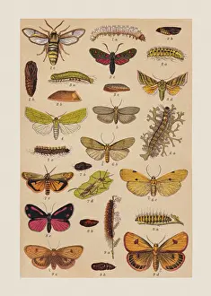 Pupa Prints: Various butterflies (Sesiidae, Zygaenidae)
