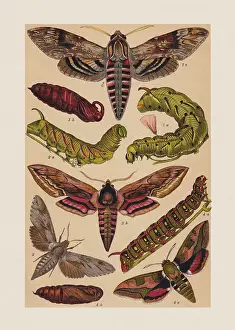 Pupa Prints: Various butterflies (Sphingidae), chromolithograph, published in 1892