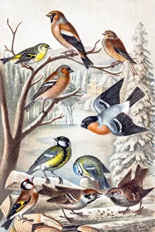 Songbird Gallery: Birds
