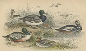 Ducks