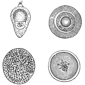 Salmon Animal Prints: Various fish eggs