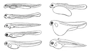 Salmon Animal Prints: Various fish embryos