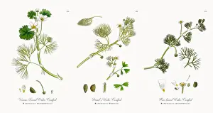 Various Leaved Water Crowfoot, Ranunculus heterophyllus, Victorian Botanical Illustration, 1863