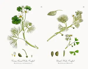Crowfoot Prints: Various Leaved Water Crowfoot, Ranunculus heterophyllus