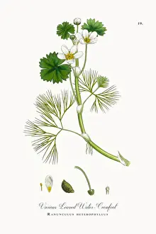 Crowfoot Prints: Various Leaved Water Crowfoot, Ranunculus heterophyllus