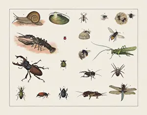 Insect Lithograph Prints: Various mollusca and insects, chromolithograph, published in 1891