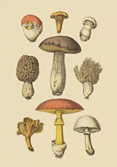 Various Mushrooms