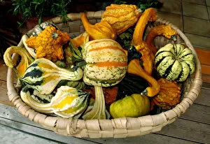 Images Dated 15th October 2011: Various ornamental gourds in a basket, Bavaria, Germany