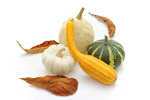 Lives Prints: Various ornamental pumpkins (Cucurbita), autumn leaves
