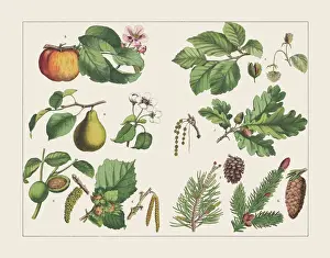 Picea Abies Prints: Various plants (deciduous and coniferous trees), chromolithograph, published in 1891