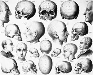 Body Part Prints: Various Skull Forms