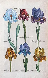 Illustrations Prints: Various types of errors (Iris)