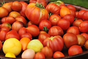 Freshness Collection: Various types of Tomatoes -Solanum lycopersicum- on a tray, Lower Saxony, Germany