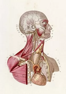 Images Dated 7th June 2017: Vascular system anatomy engraving 1886