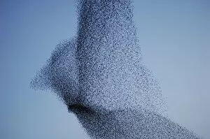 Vast bird-shaped murmuration flock of starlings