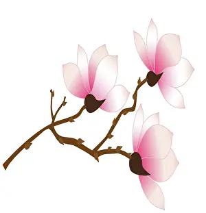 Prints of Dorling Kindersley Prints Unlock the world's wonders with Dorling Kindersley's captivating illustrations – where knowledge meets artistry in every stroke: Vector artwork of pink Magnolia flowers on a branch