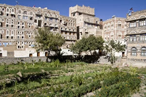 Images Dated 16th November 2006: Vegetable garden in old town of Sanaa