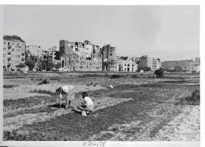Warsaw Prints: Vegetable Gardens in Warsaw