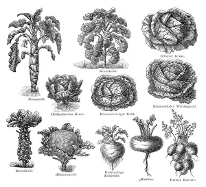 Curly Kale Prints: Vegetables engraving 1895